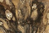 Polished Petrified Wood Slab - Utah #244665-1